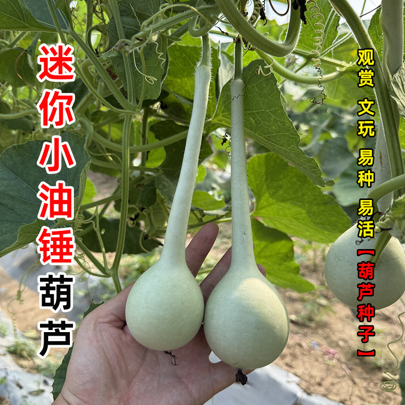 小油锤葫芦种子 人工对花提纯