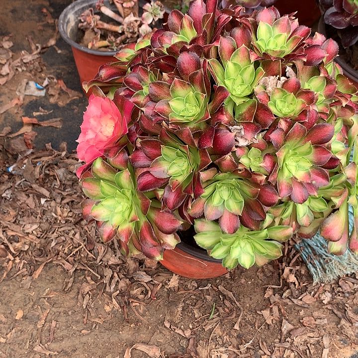 多肉植物少化花脸14