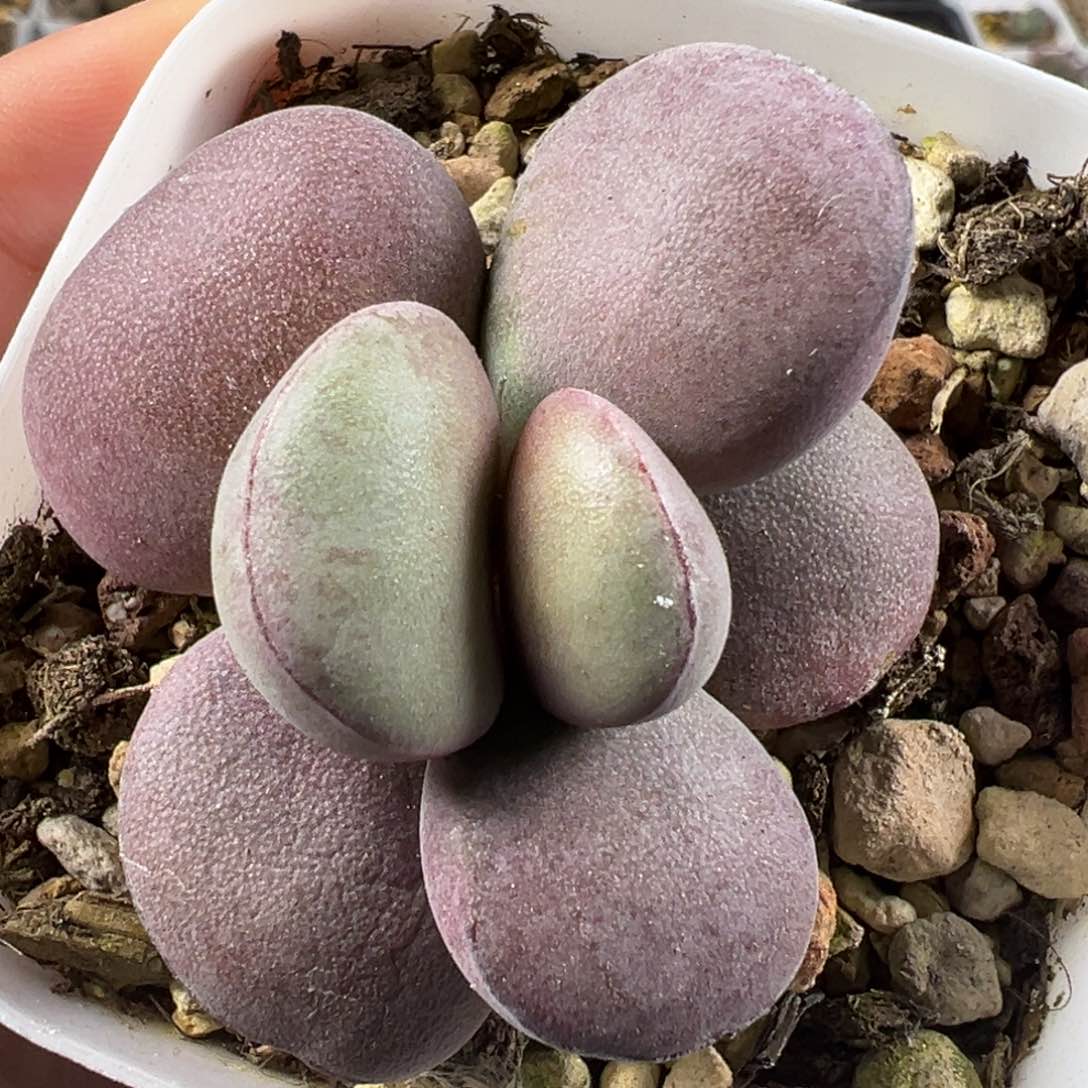 球球紫蛋单头纯木质桩多肉植物