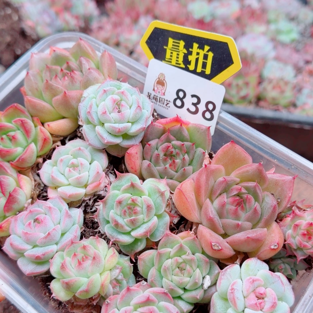 多肉植物多肉植物