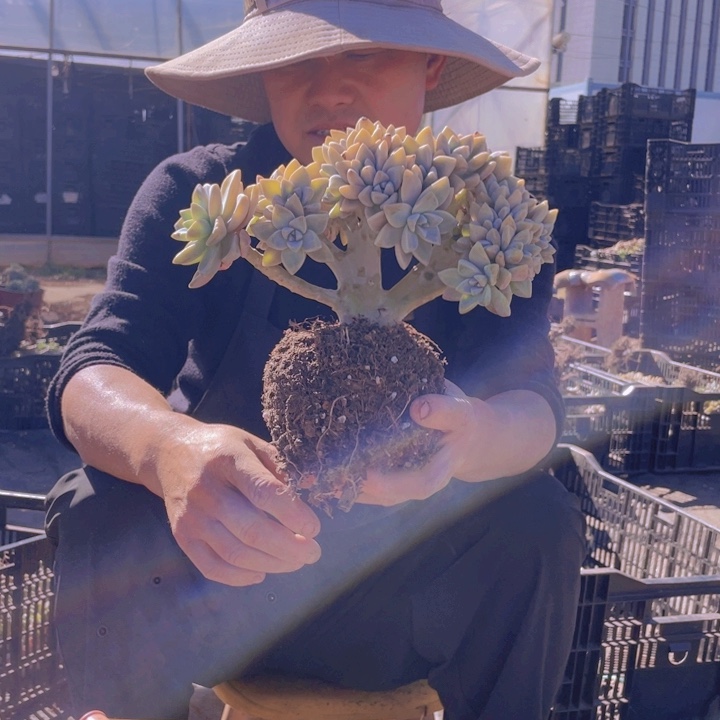 171淡雪缀化一物一拍