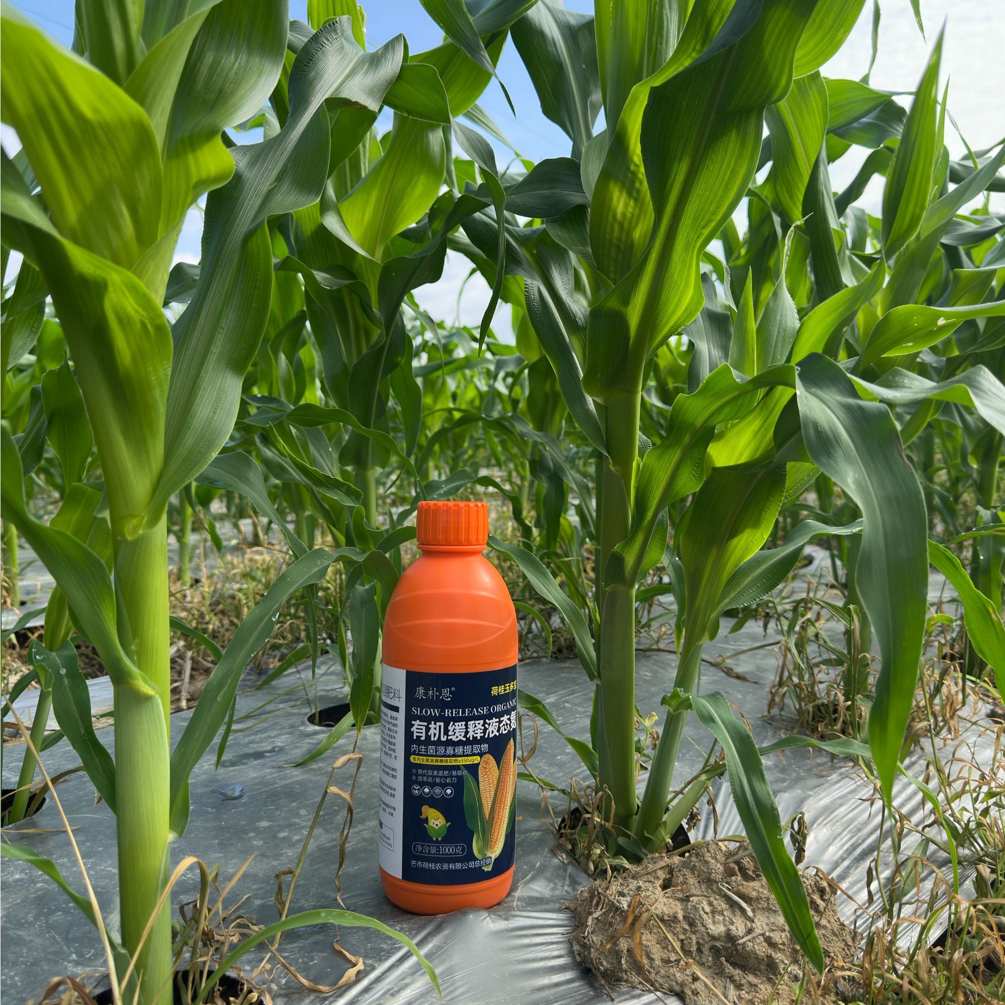 荷桂玉多宝前期促根壮苗，中期茎秆粗壮叶片厚绿，飞机叶长籽粒饱满