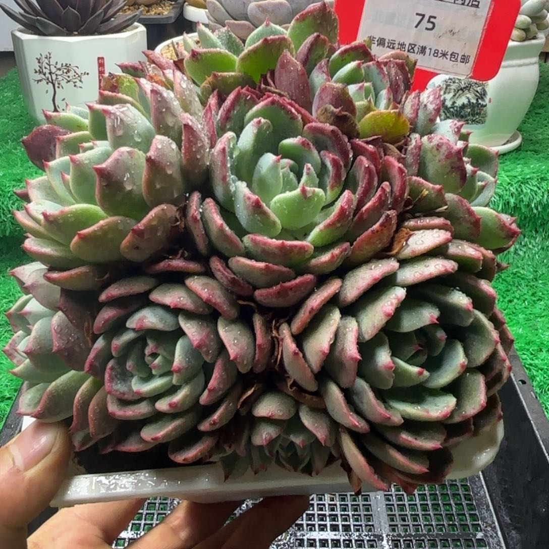 解忧多肉植物编号75