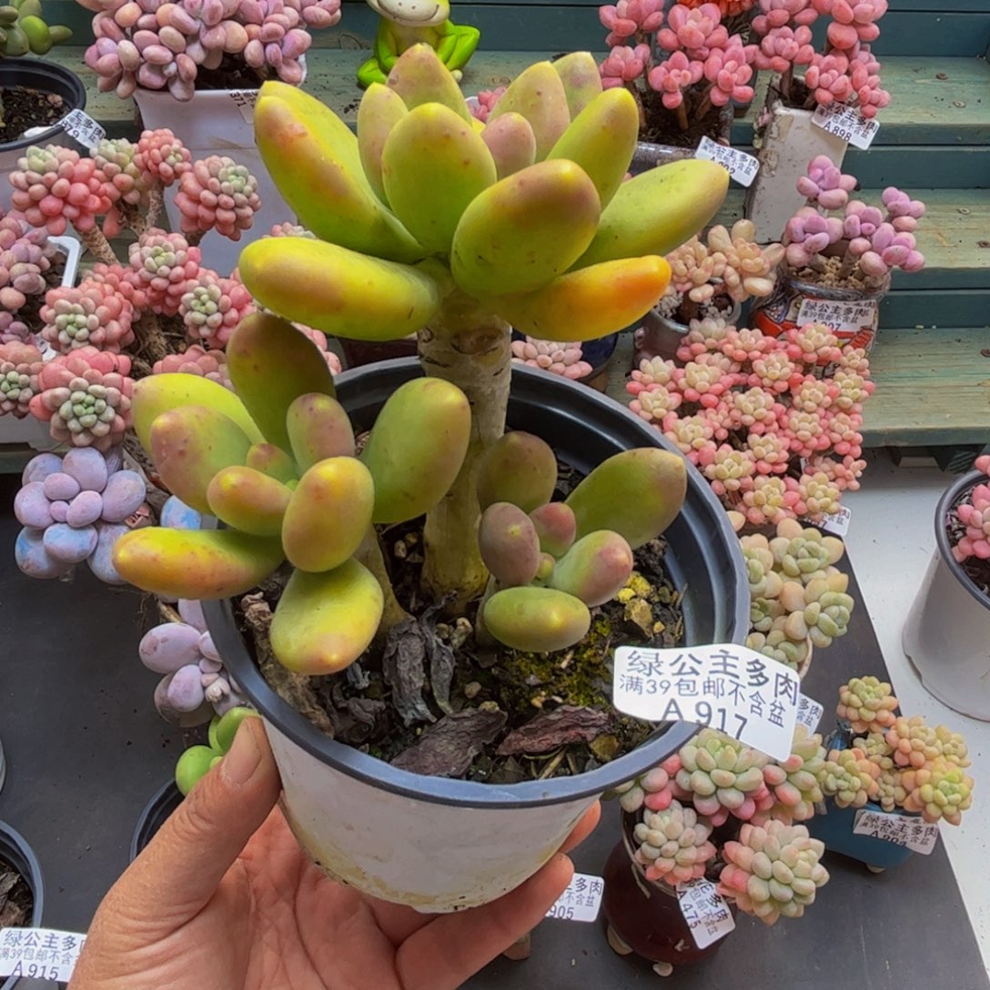 917芒果奶树9cm多肉