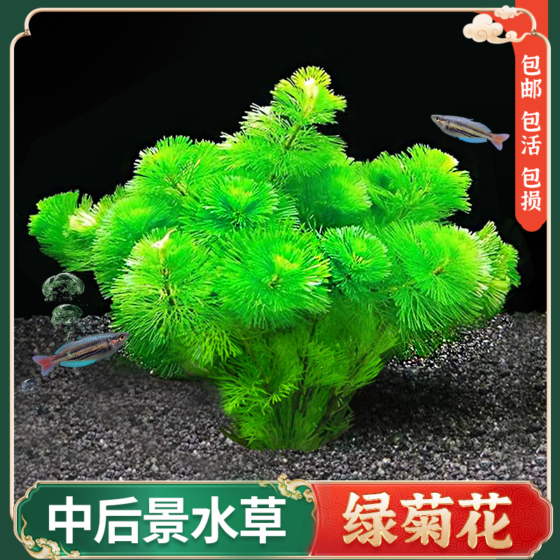 绿菊红菊水草鱼缸造景真草水草缸净化造氧鱼缸造景套餐阴性蜈蚣草