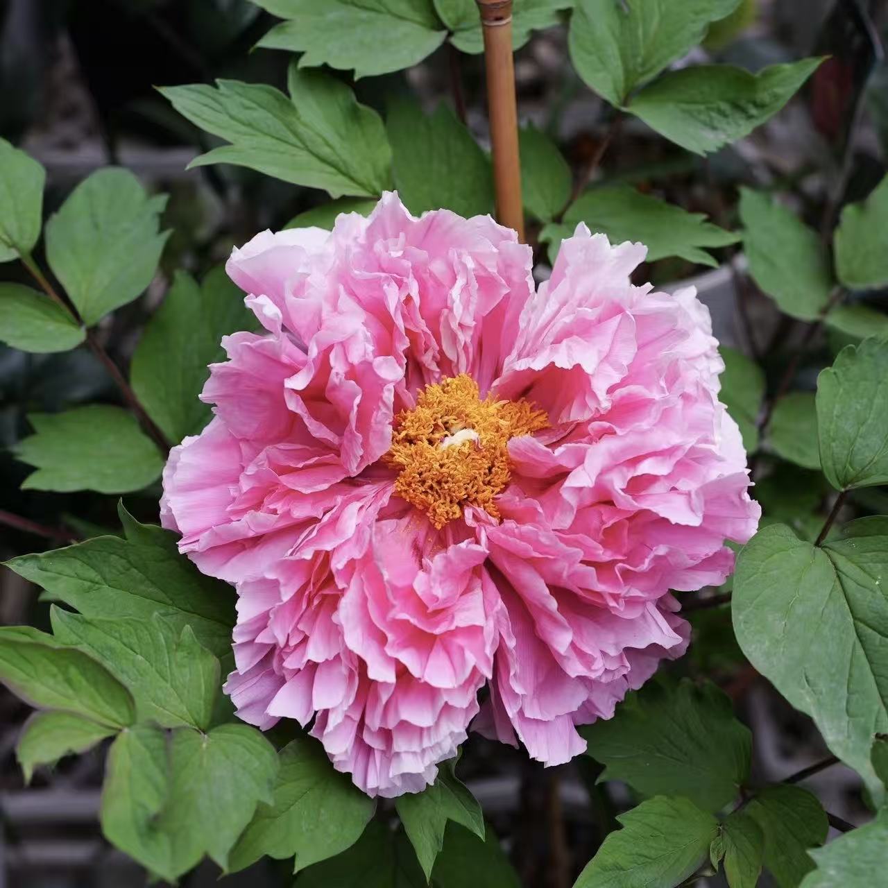 【夕日之空】5个接穗 日本进口牡丹接穗已经蜂蜡好的
