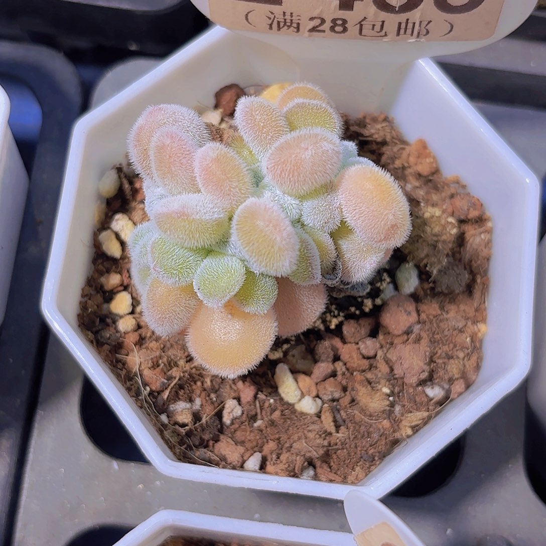 E355雪晃星一物一拍