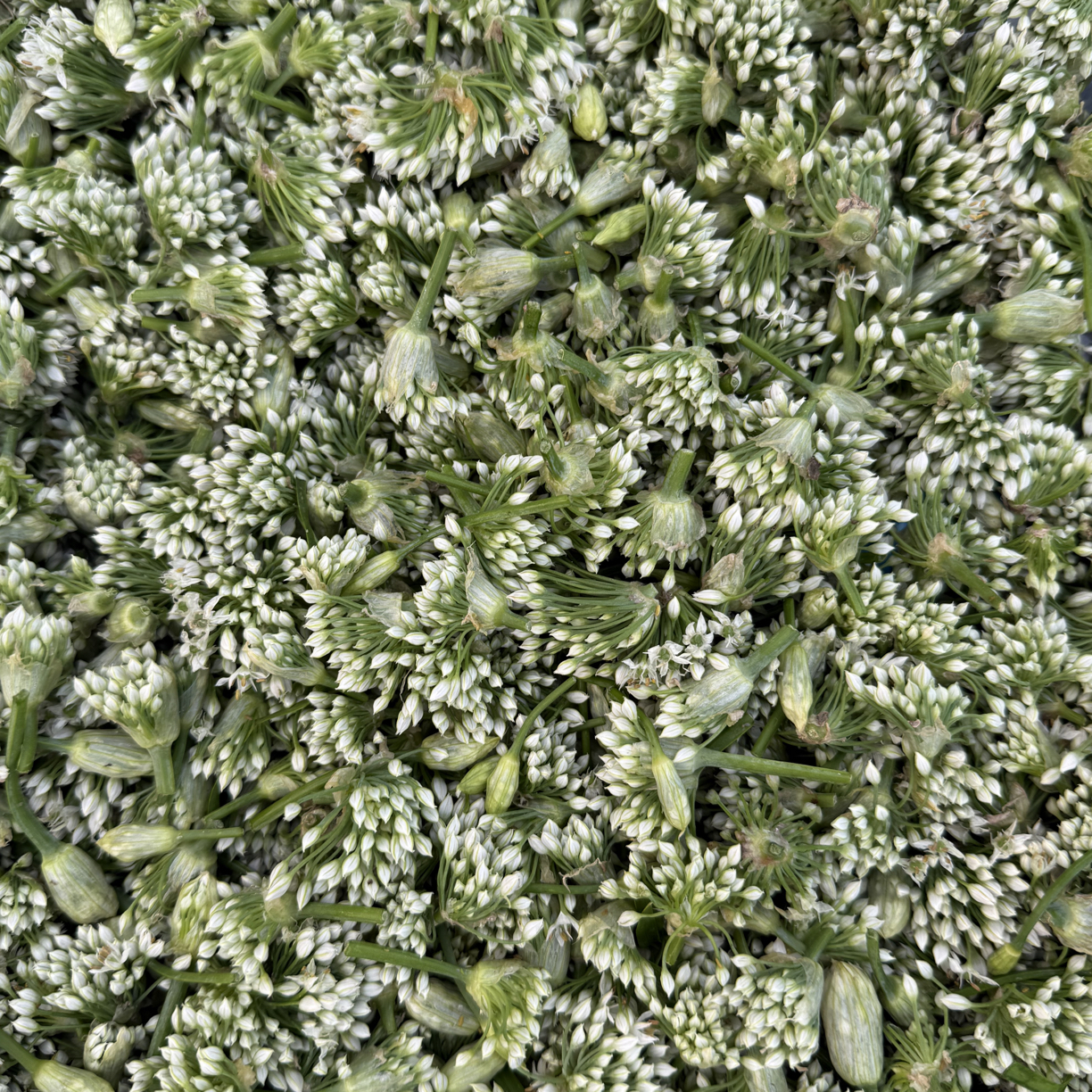 《绿色种植韭菜花》露天花拍绿色蔬菜韭菜
