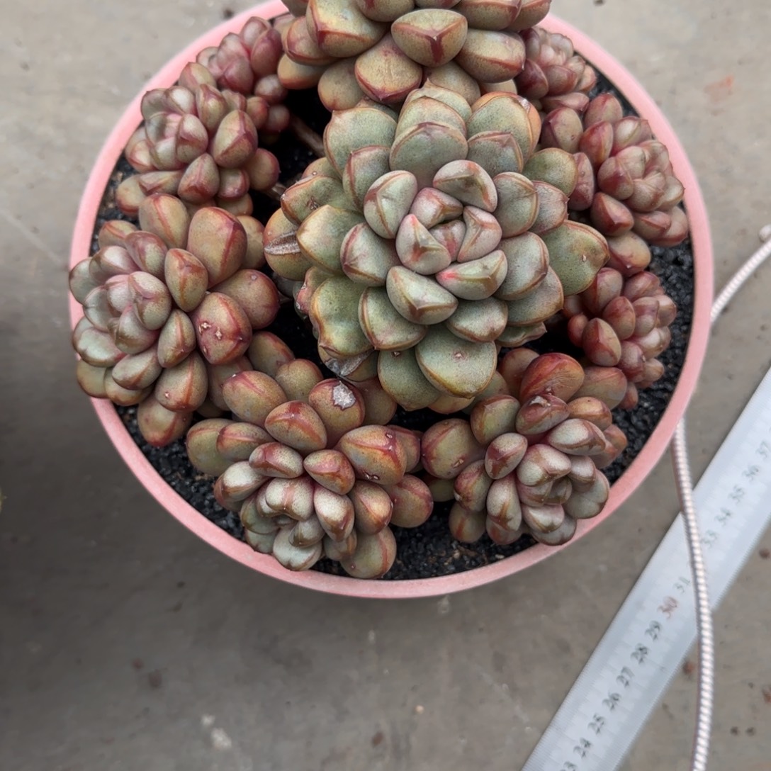 Q***猜多肉植物葡萄一物一拍