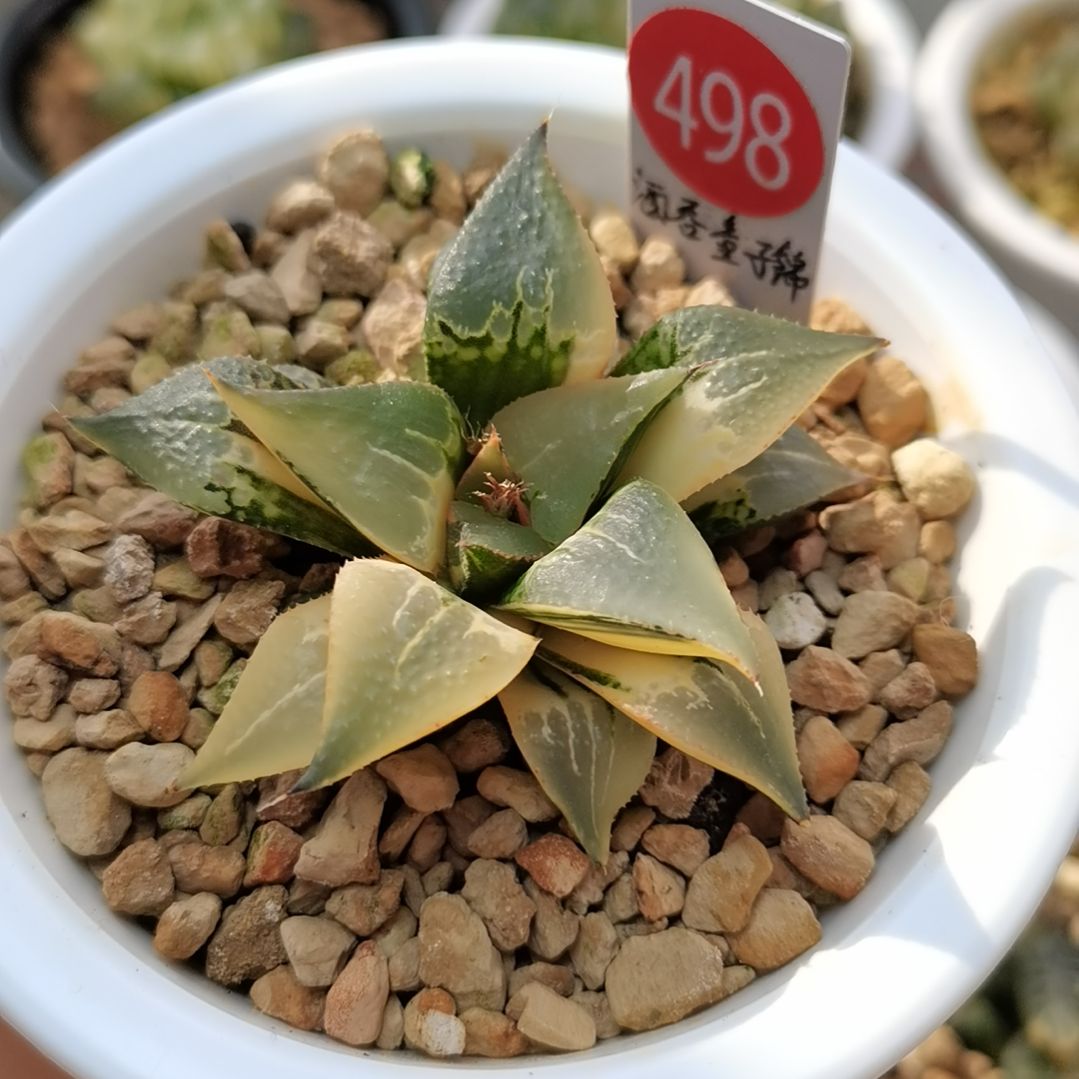 498号酒吞童子锦一物一拍带盆土发货