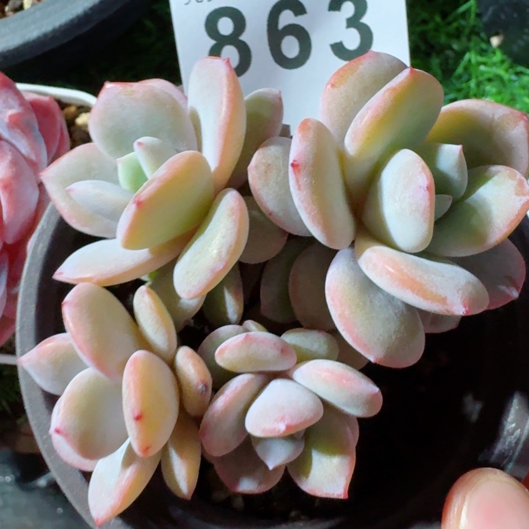 奶茶韩版树桩         精品多肉