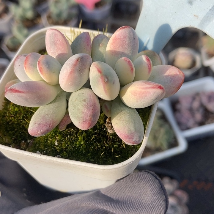 6079福娘锦多肉植物保护