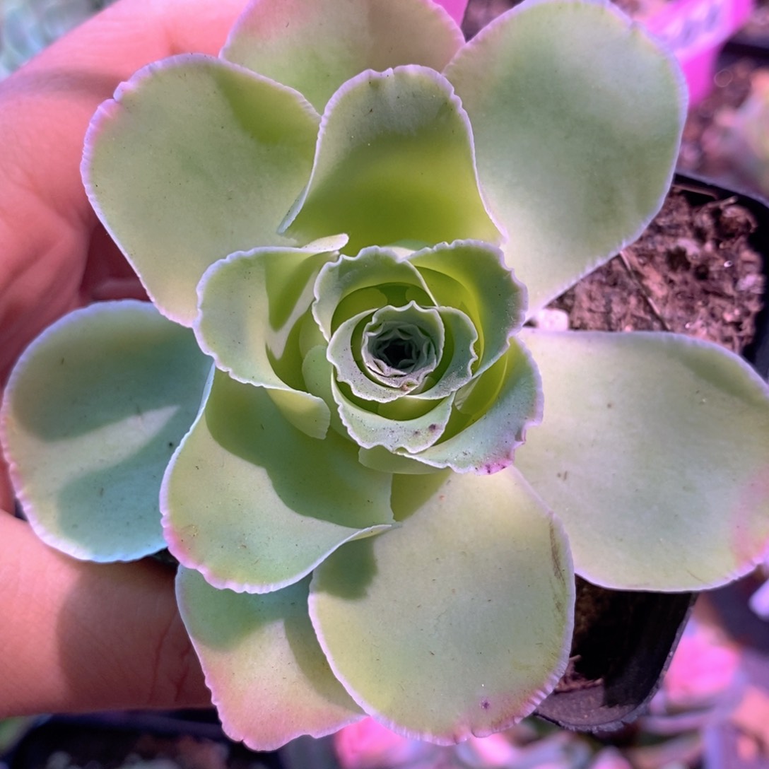 蕾丝玫瑰下播福利一物一拍001