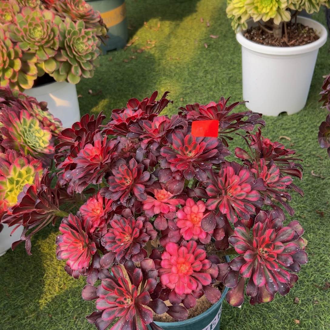 1512炖肉植物发货香