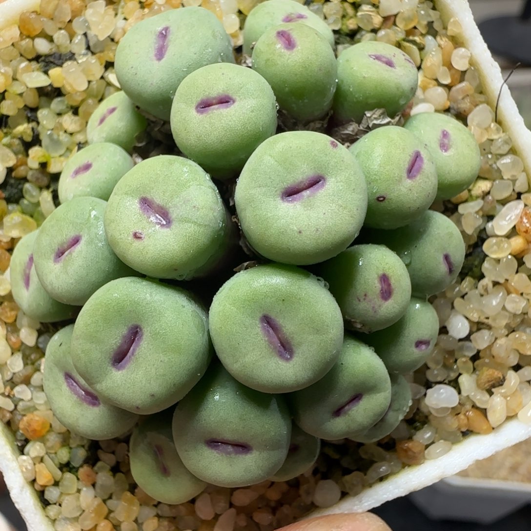 2.1号多肉大群嘟嘟嘴74号