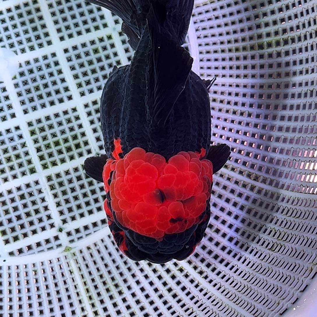 金鱼精品红头黑袍运费顺丰到付空运