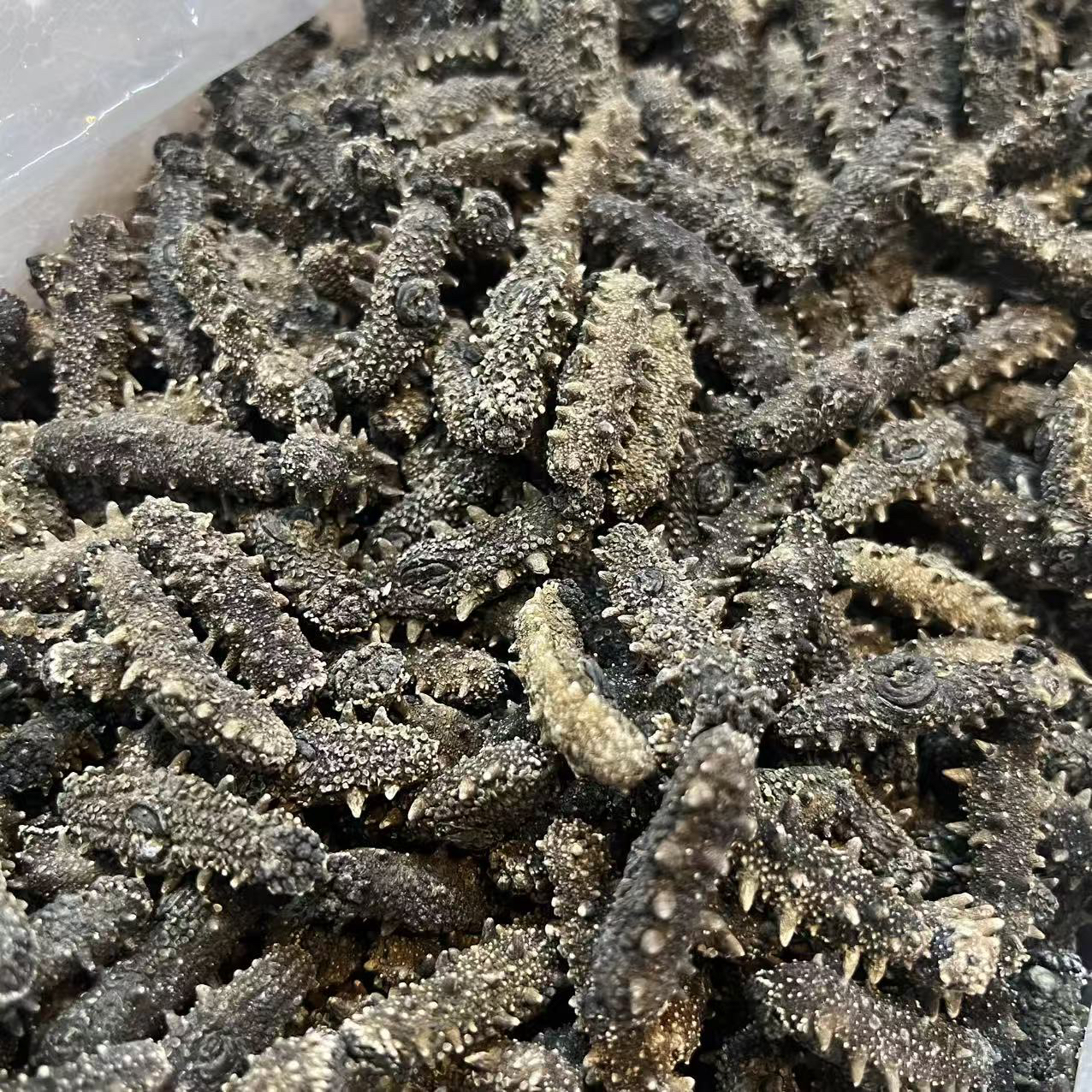 大连海参干足干新货破价