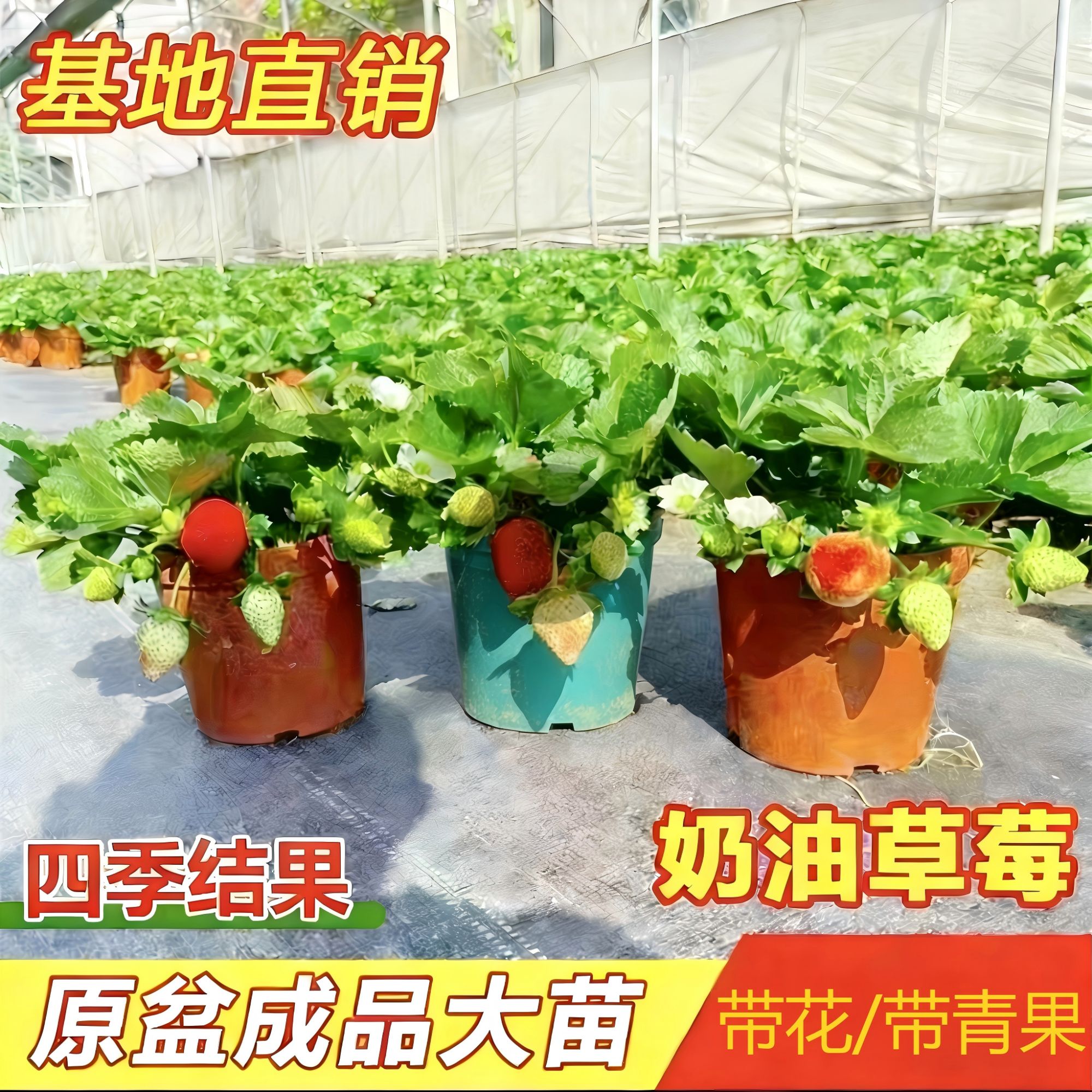 【带花带果】草莓盆栽室内外阳台客厅庭院种植盆栽四季结果苗