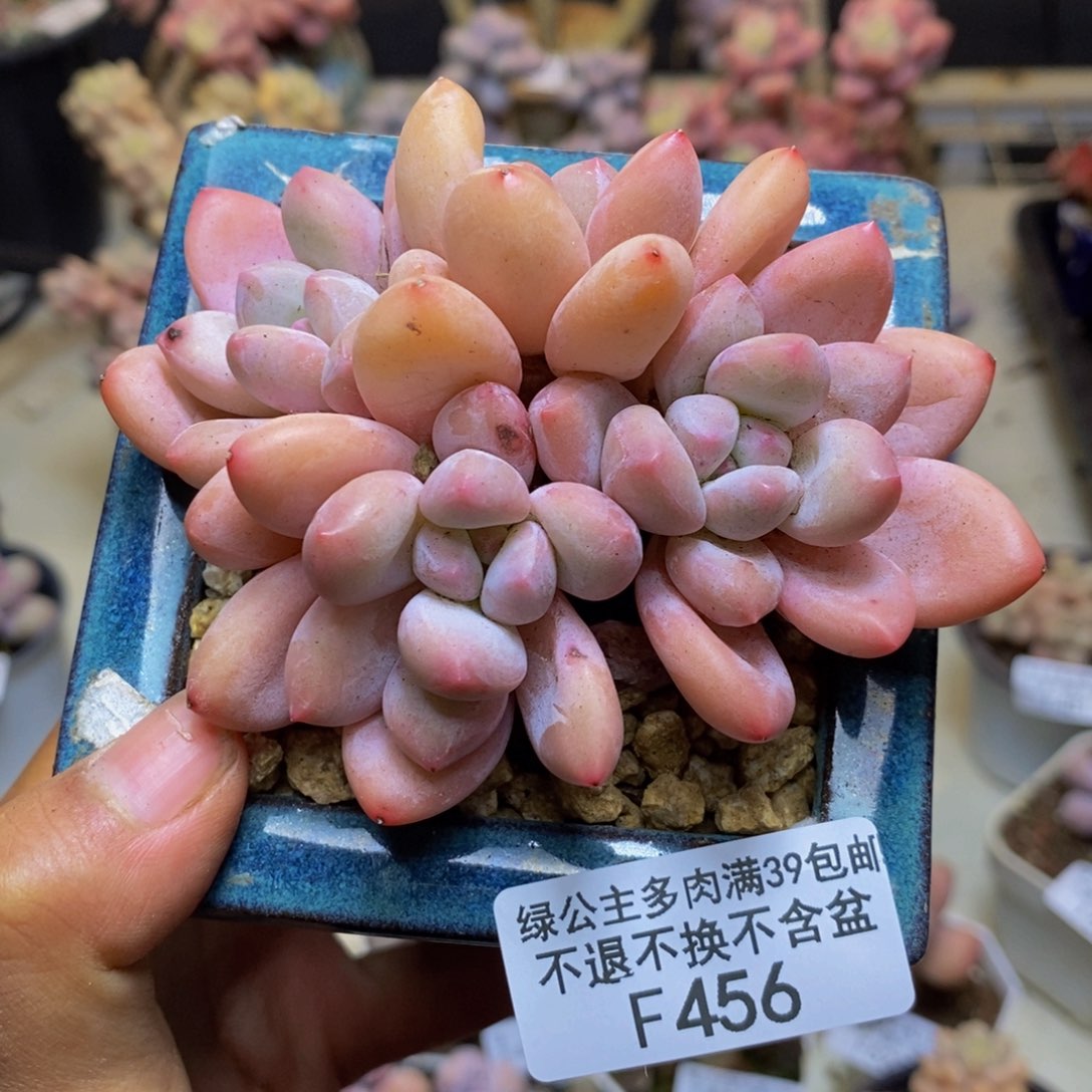 456丸叶香水多肉7c m