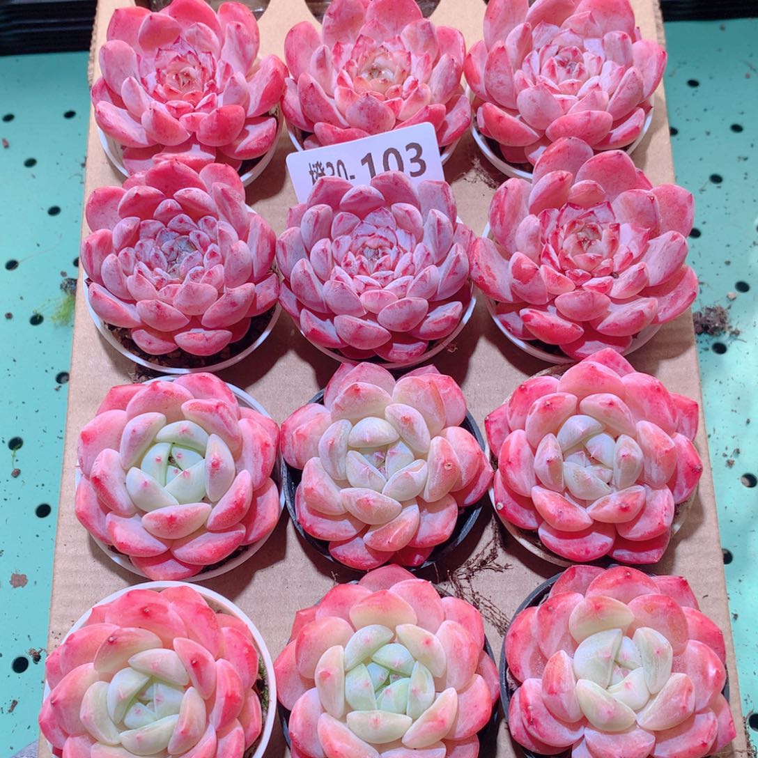 心***处30-103一物一拍多肉带盆12颗