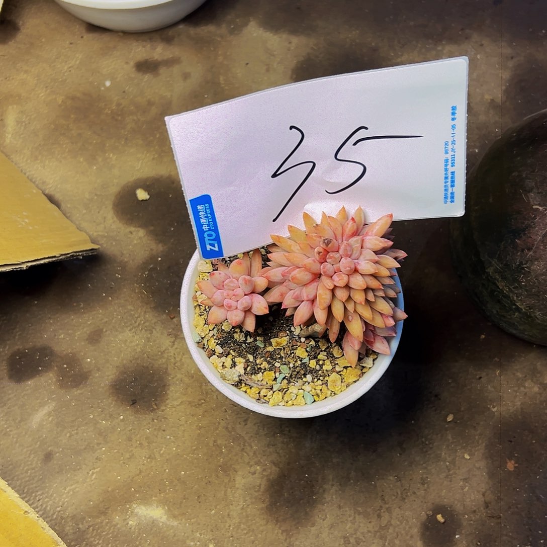 小***～35号一物一拍脱土包邮