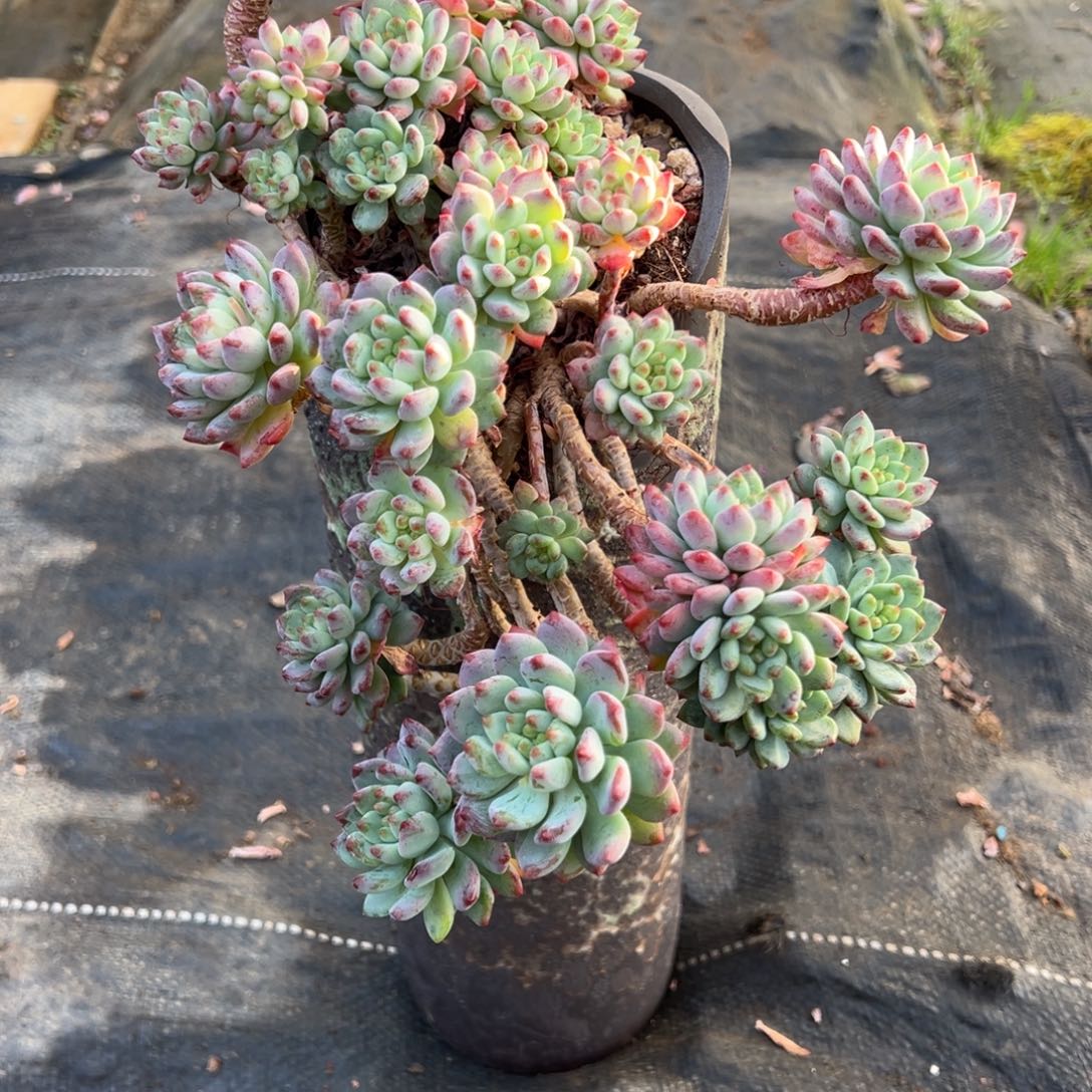 露养老桩悬崖蓝苹果