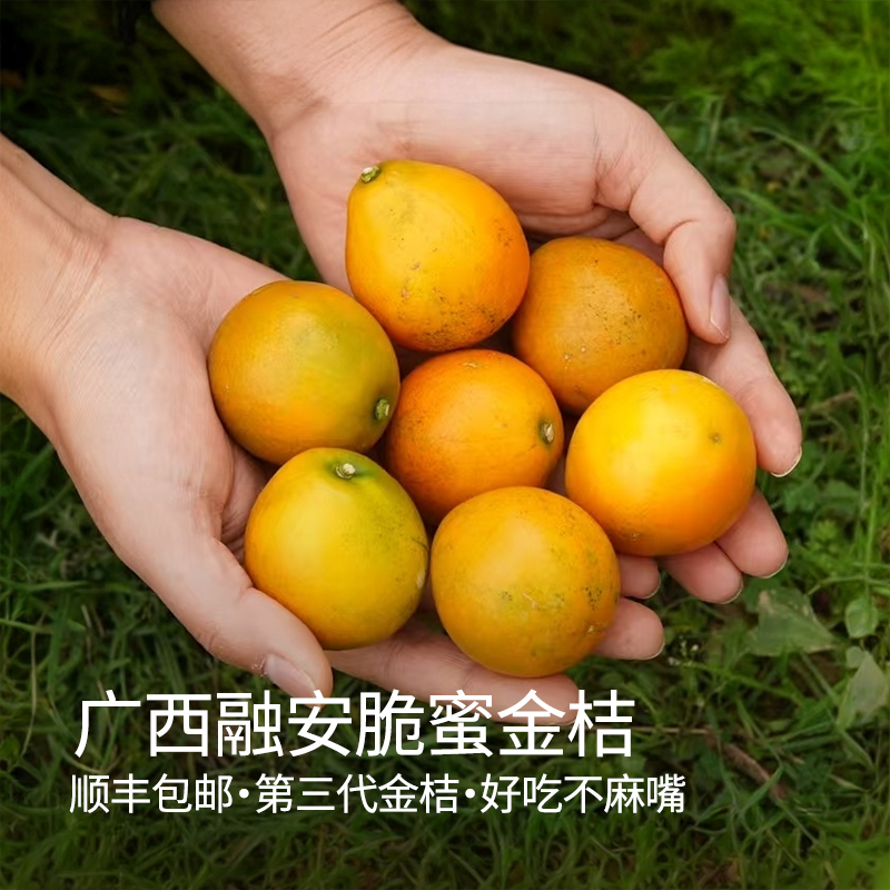 【顺丰包邮】广西融安脆蜜金桔第三代脆蜜金柑当季水果甜蜜新鲜