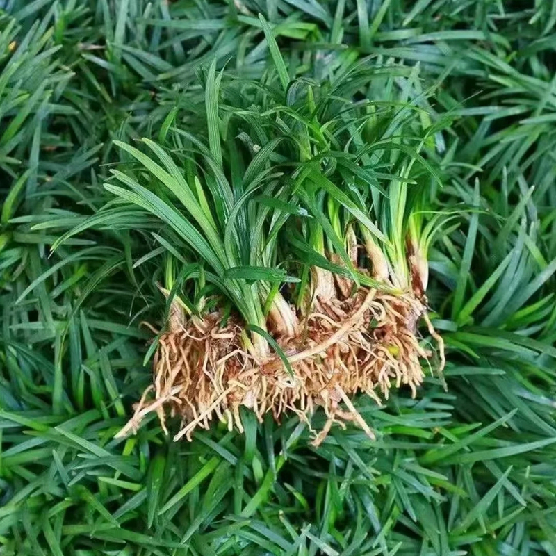 矮麦冬玉龙草 耐寒耐热 四季常青 庭院道路绿化