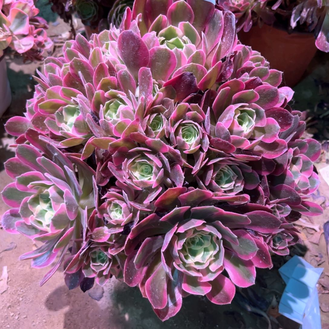 无花朵多肉植物女郎682