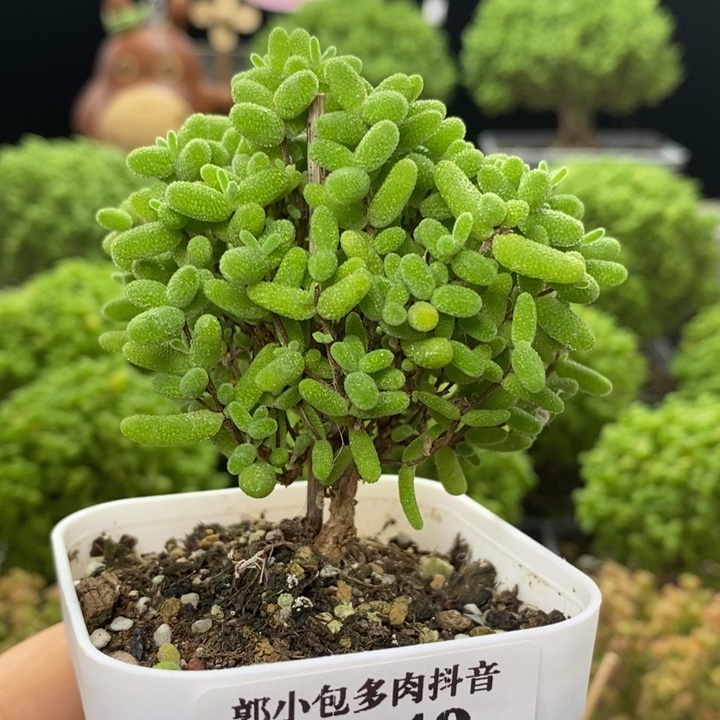 蜜橘糖球8149枝干番杏