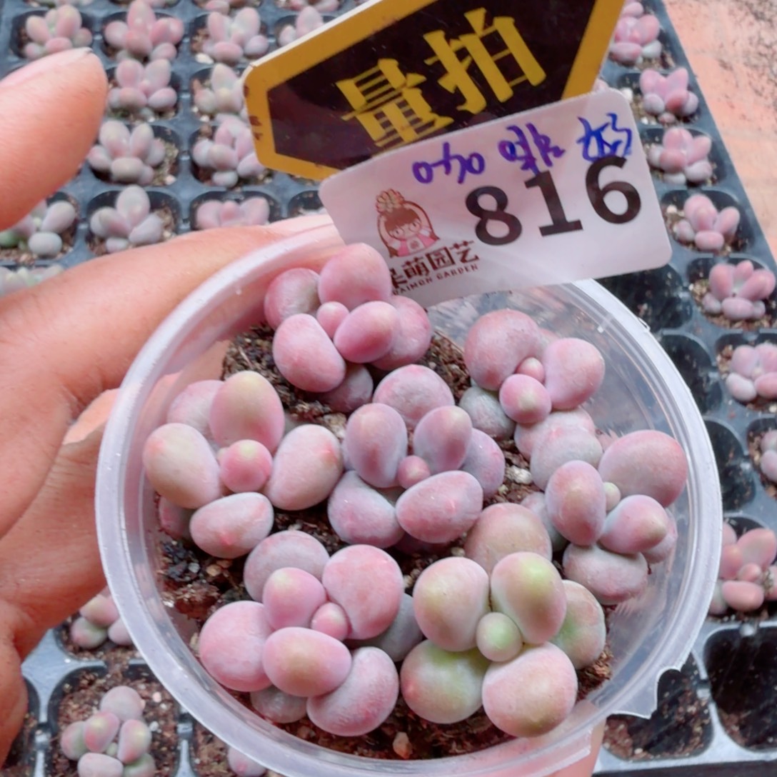 多肉植物多肉植物