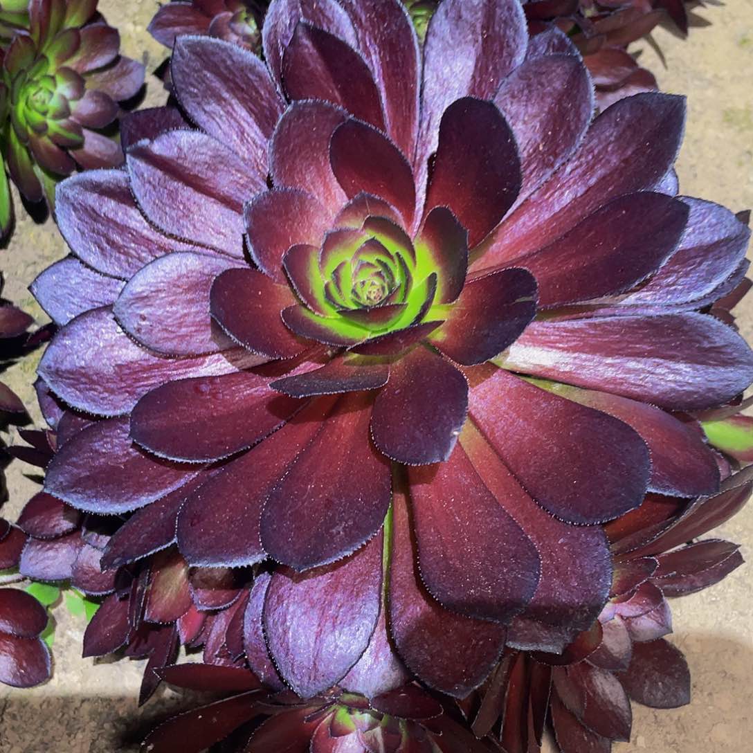 多肉植物法师黑骑士