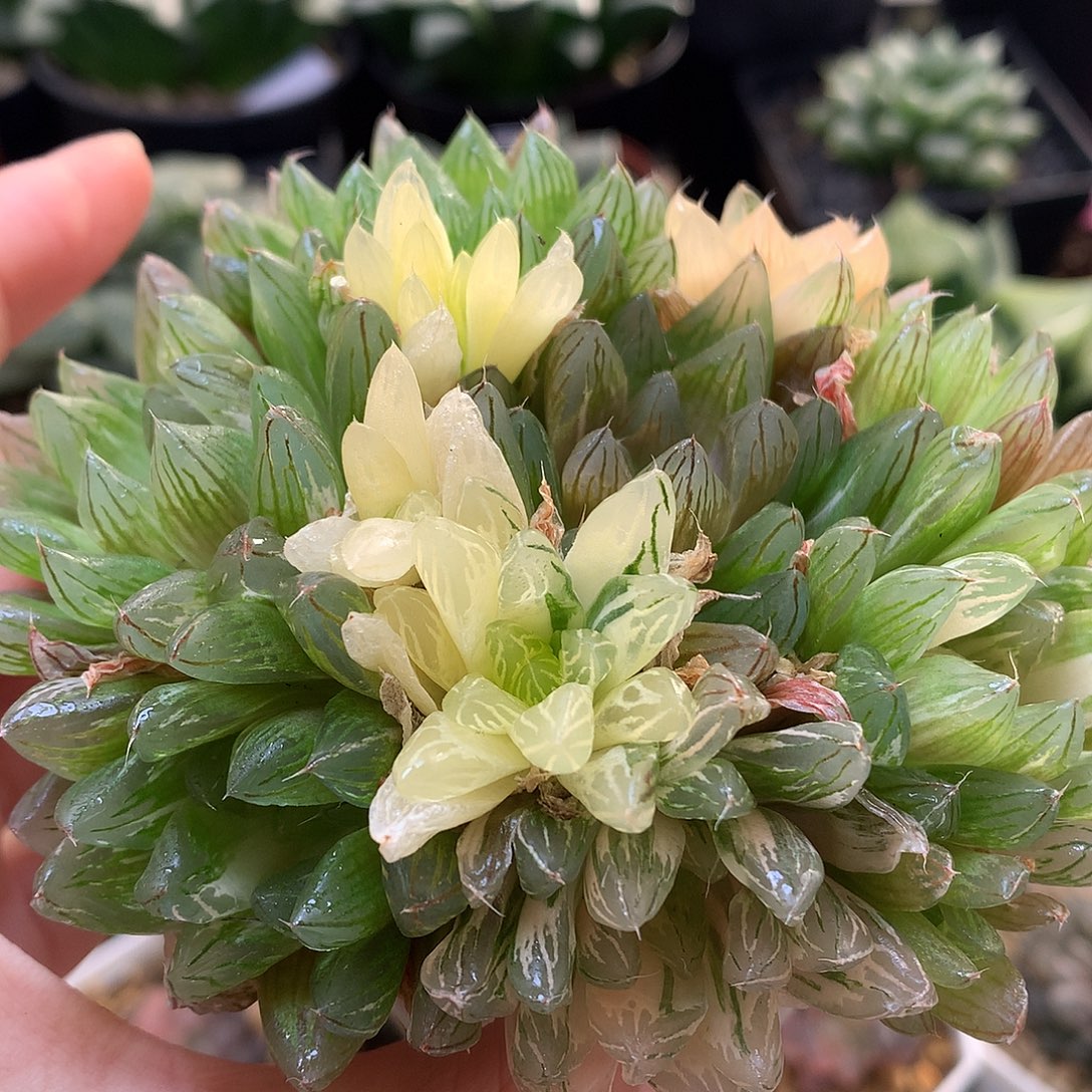 花火玉露锦带盆土发货