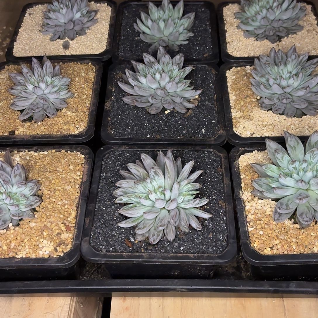 挚***肉摸摸摸摸摸摸摸了