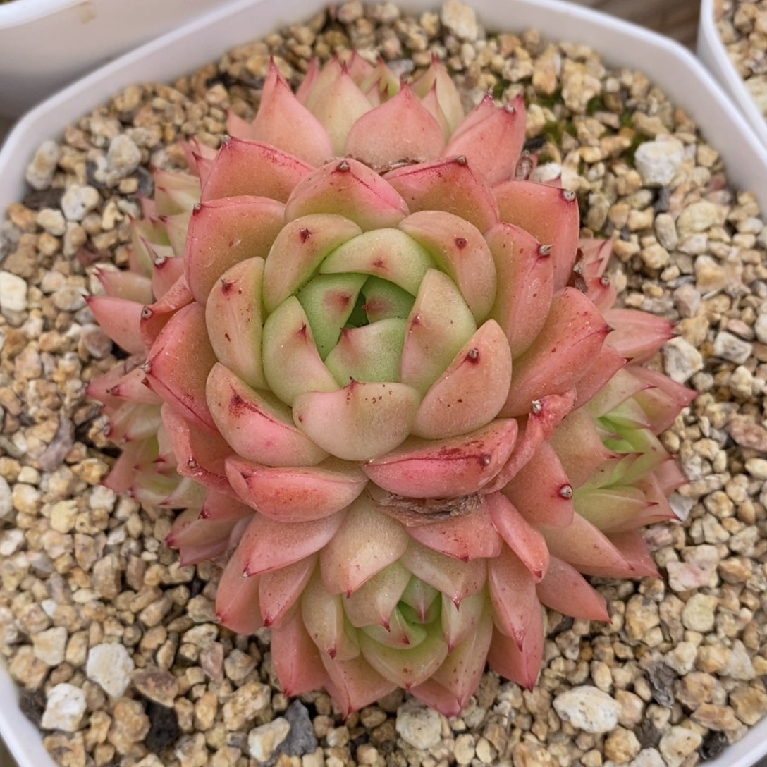 一物一拍精品多肉-12