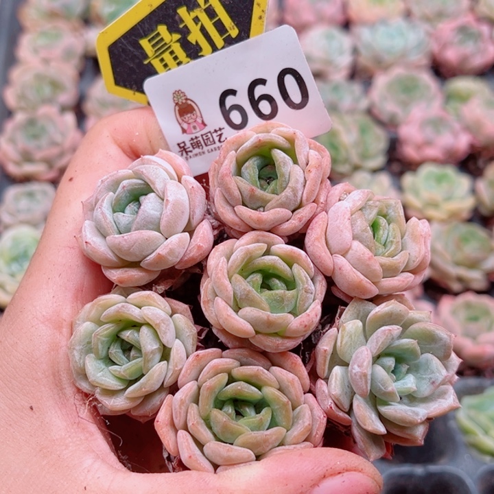 多肉植物多肉植物