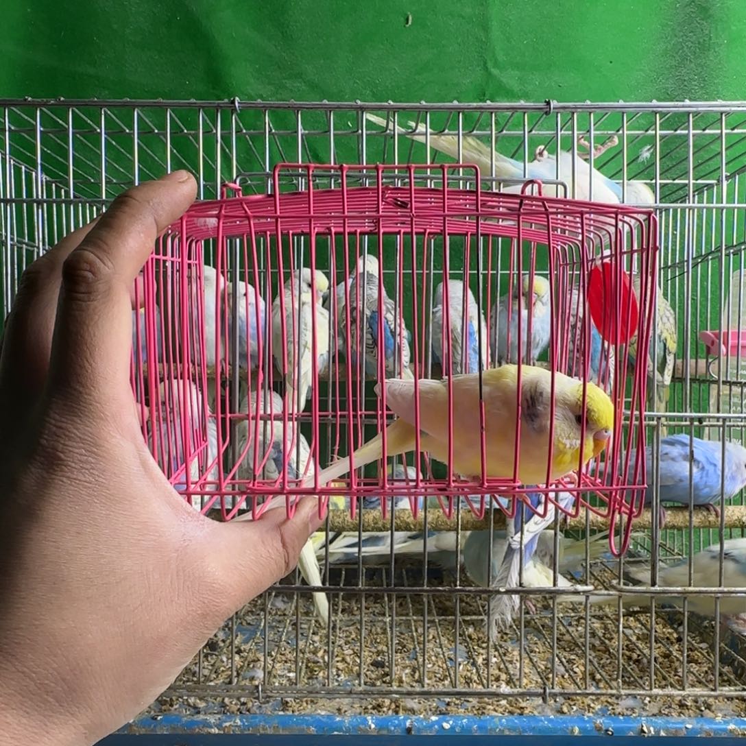 虎皮鹦鹉大头鹦鹉