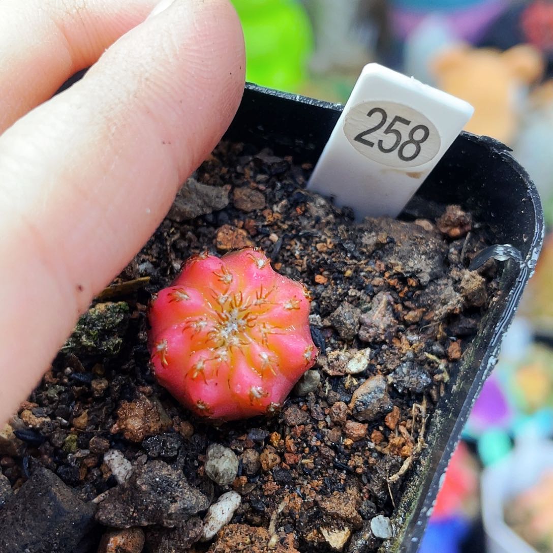 非偏远地区满25包邮仙人球1cm