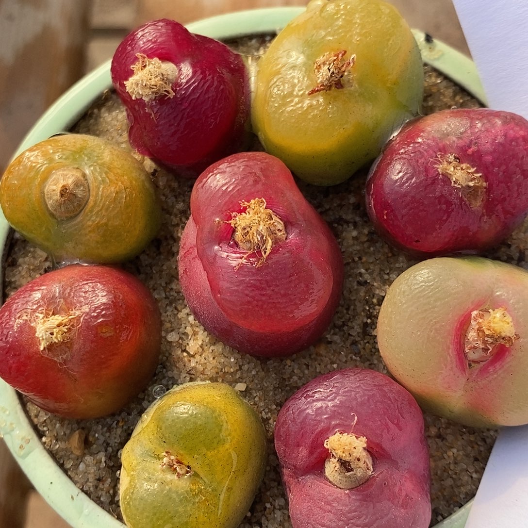 2787彩蟠桃母本一组。          