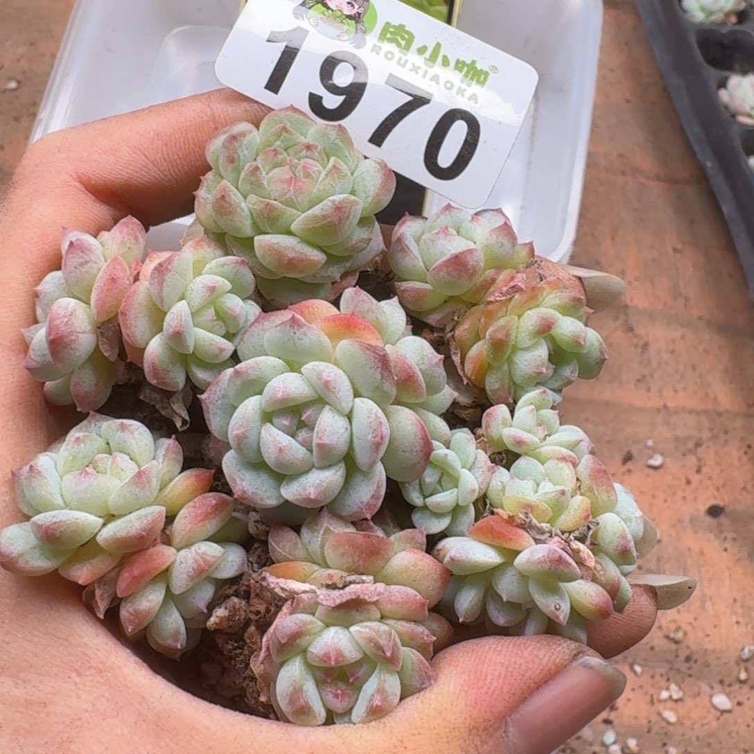 多肉植物多肉植物