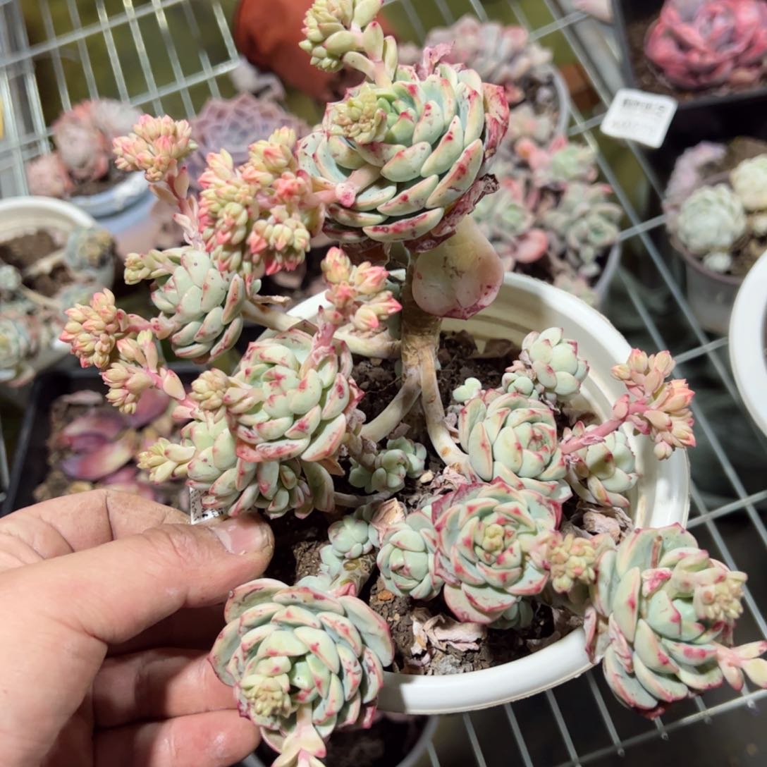 香草多头整桩群生