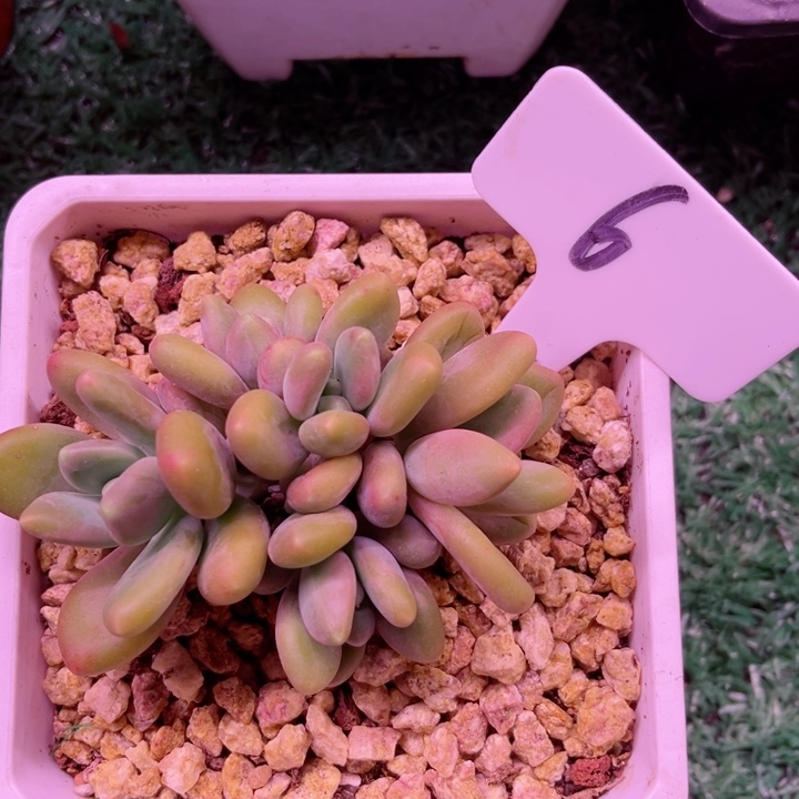 我是第一百个为妖刀应援滴