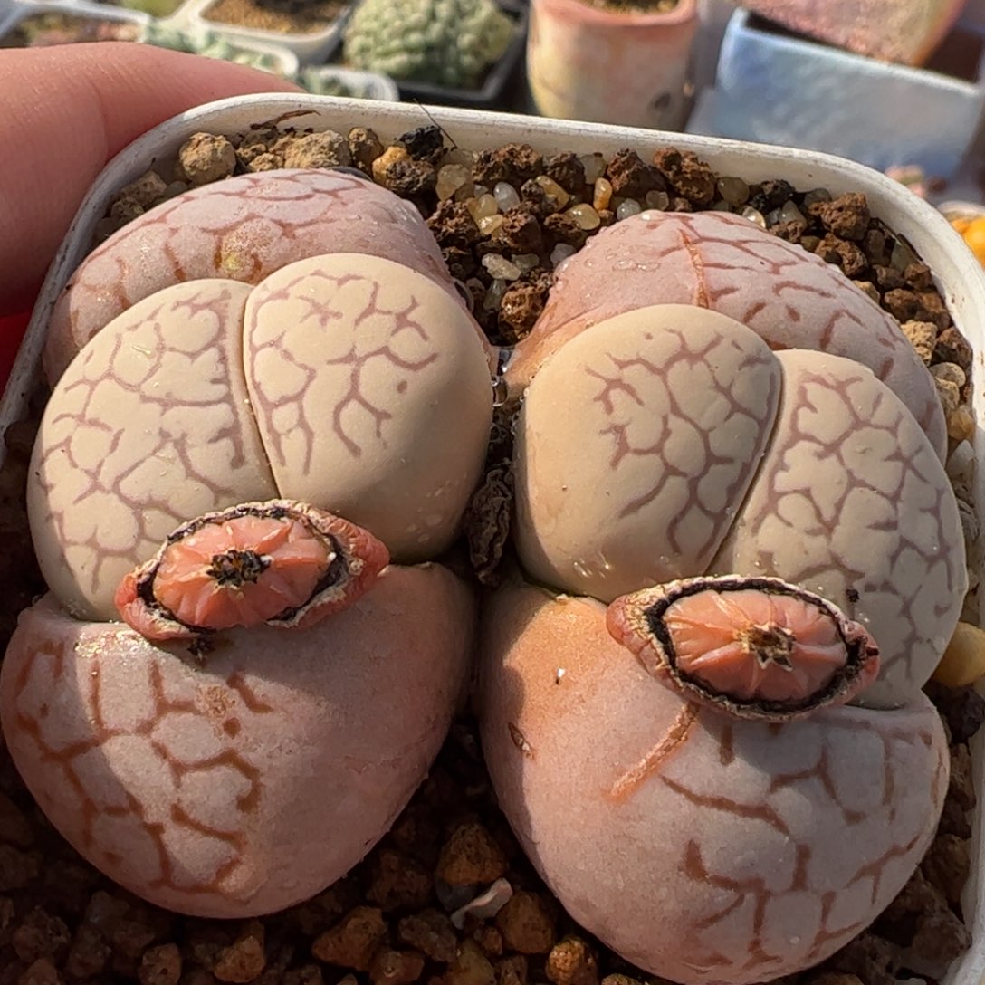 522多肉植物百科