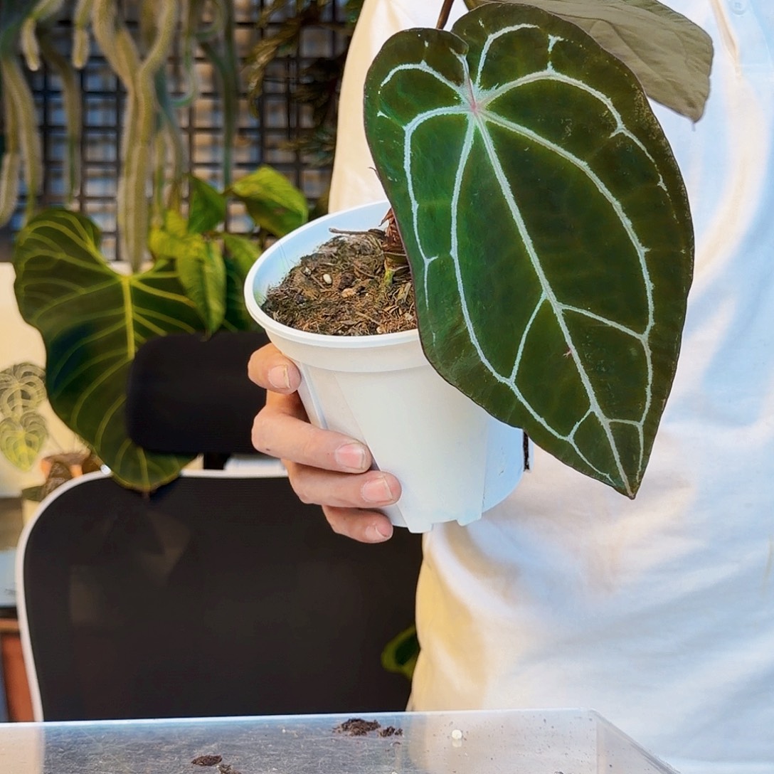 完全开放红水晶盾V16