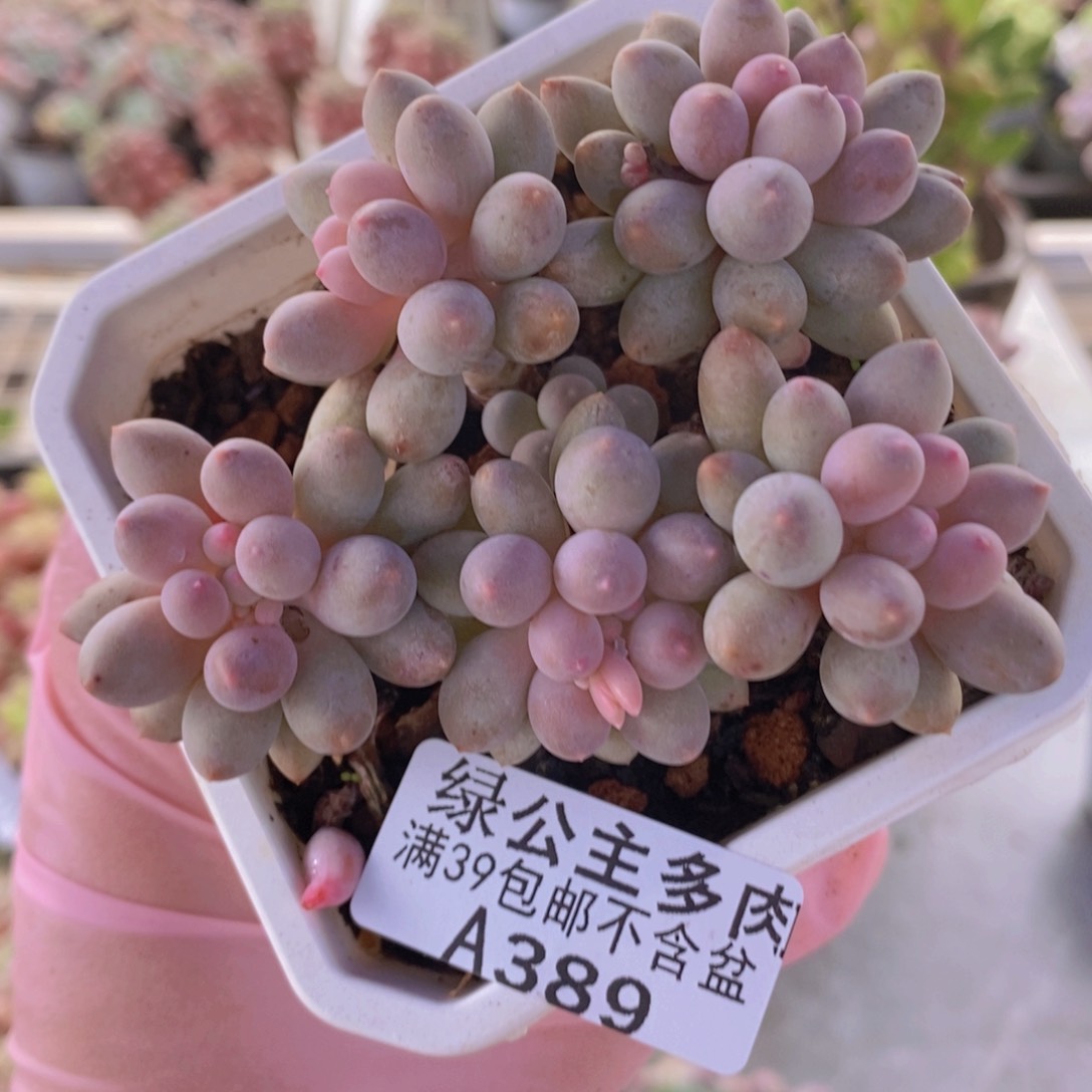 婴儿手指老桩9cm389多肉植物