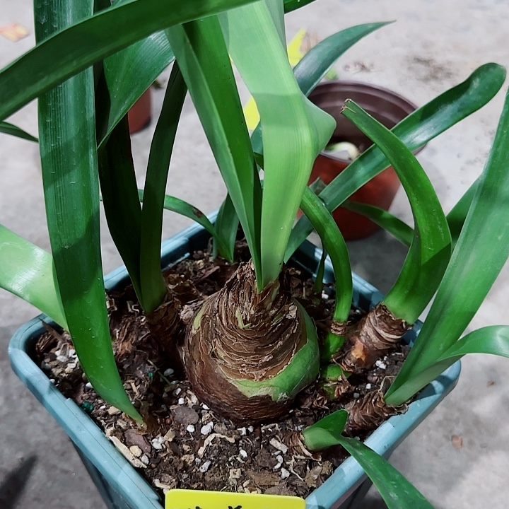****茶选美皇后一坨，带盆发
