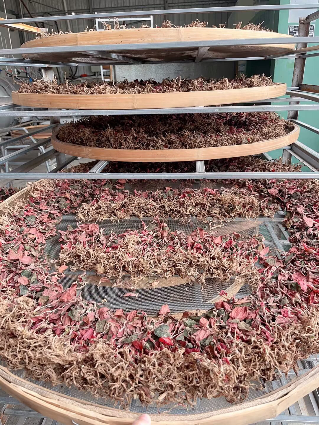 整株金线莲无碎叶无断根福建南靖原产地干品新货50–500克