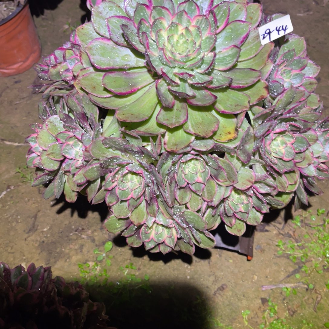 12-29-44莲花座法师锦