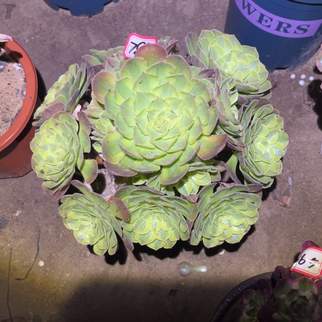 784多肉植物雨荷法师