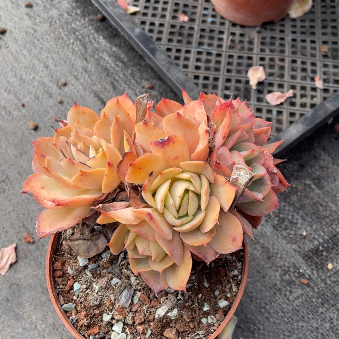 鎂***辰弥鹿之森一物一拍